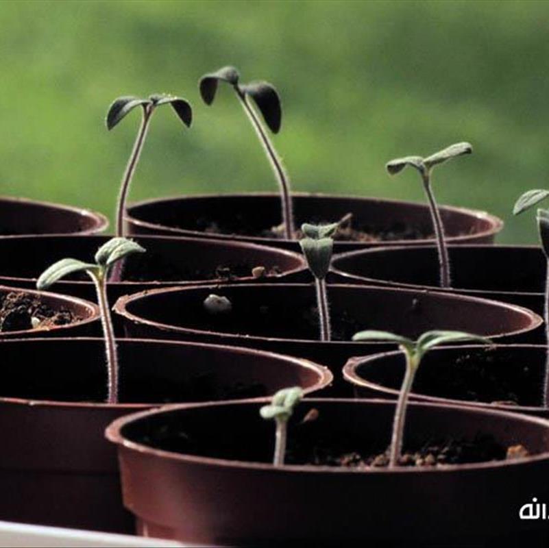 خانه ای سبز و پر طراوت مخصوص باحوصله ها!