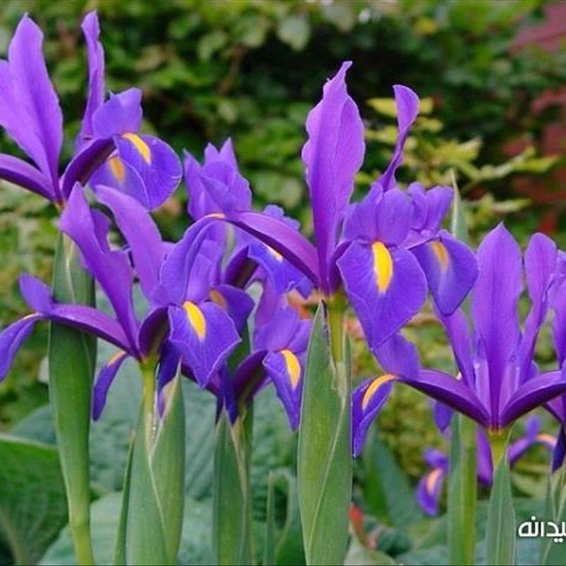 گیاهان گلدار برای حیاط! 20 گیاه زیبای گلدار
