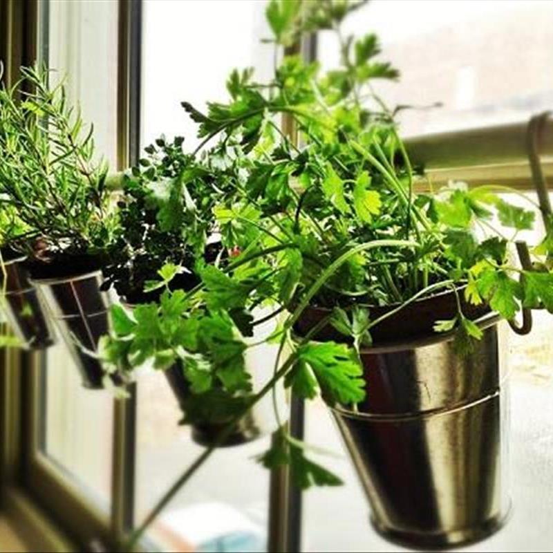 کاشت سبزی خوردن در خانه، خودت هم از پسش برمیای
