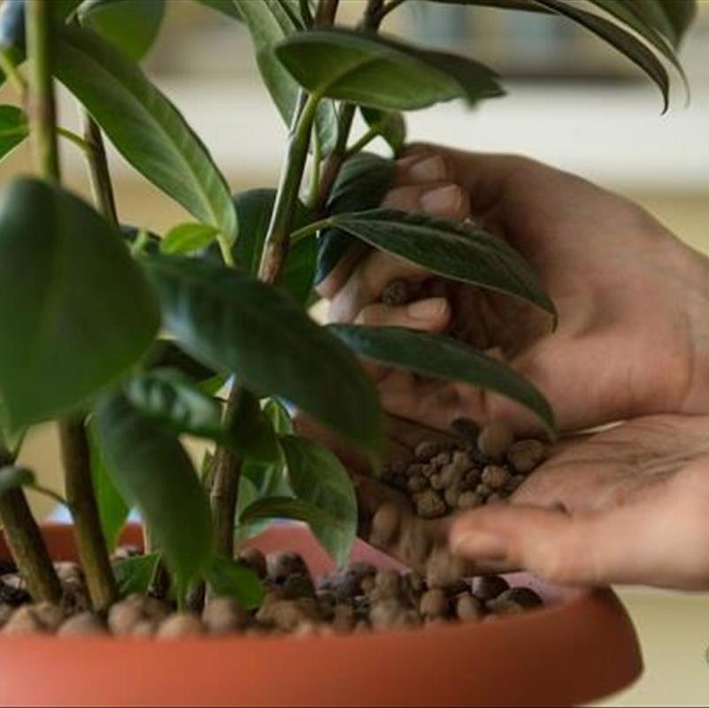 نگهداری از گیاهان خانگی در نوروز با خیال آسوده