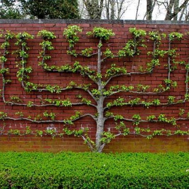 درخت دوبعدی، هنر زنده در حیاط ایرانی!