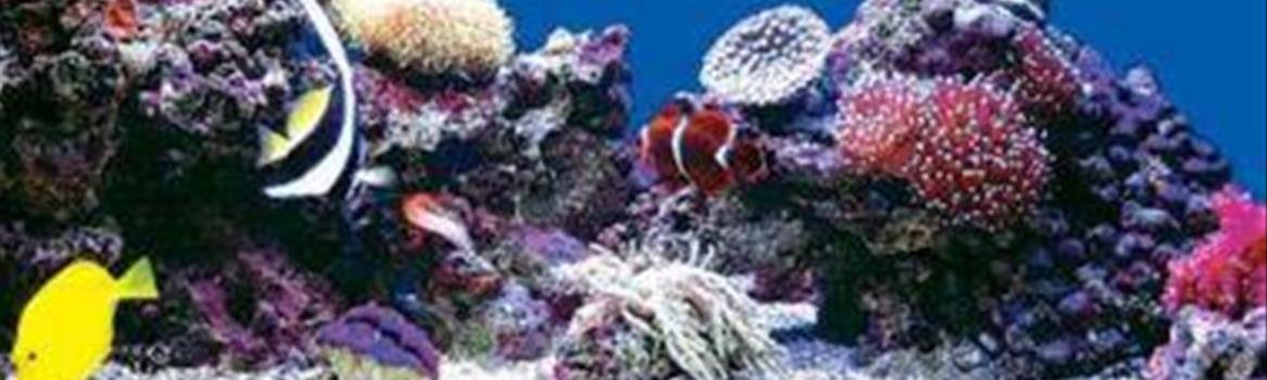 Chidaneh.com placeholder image