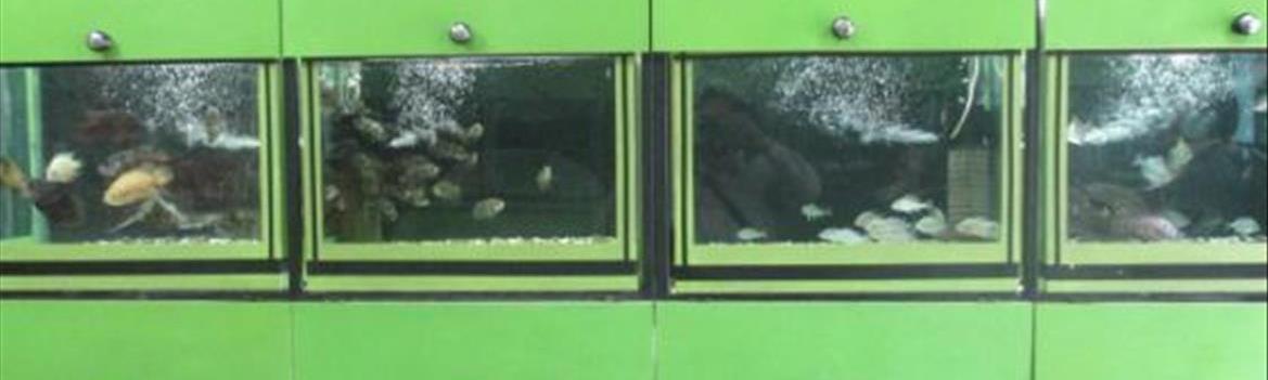 آکواریوم خلیج