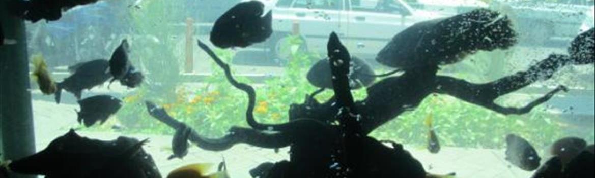 Chidaneh.com placeholder image