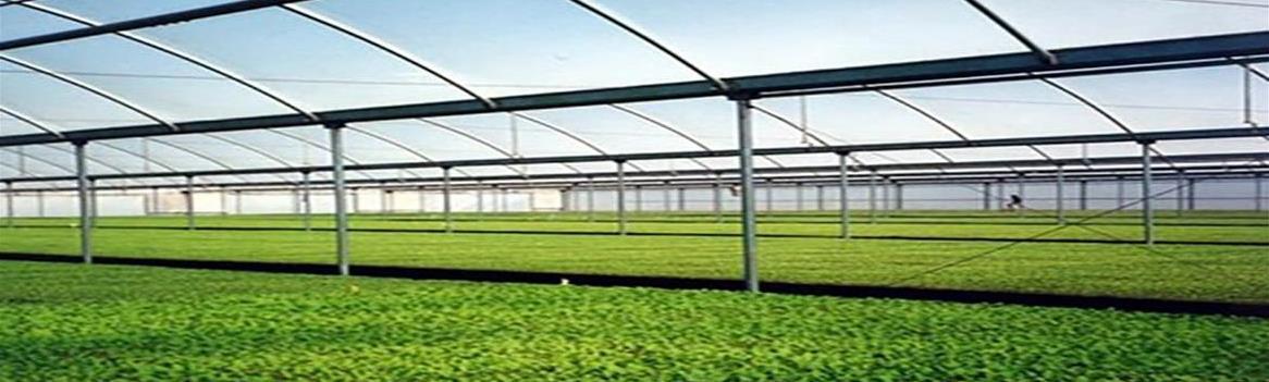 گل سبز میثاق