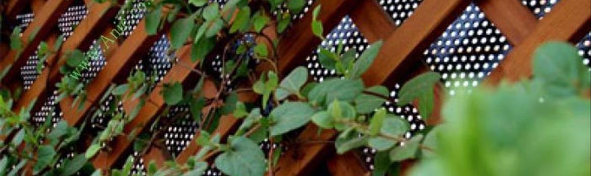 شرکت ترمو وود آنیک