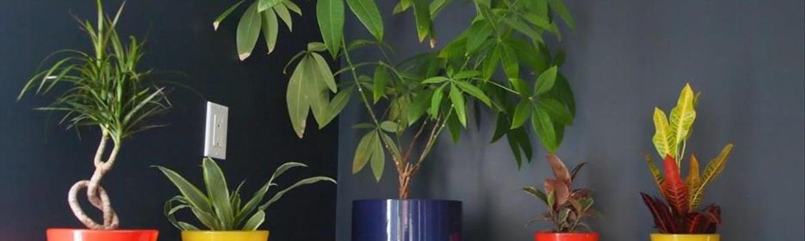 Chidaneh.com placeholder image