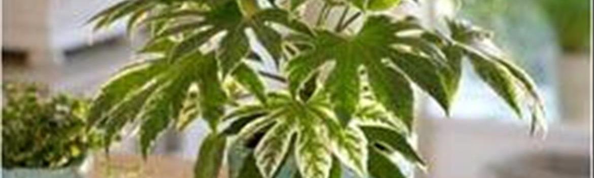 Chidaneh.com placeholder image