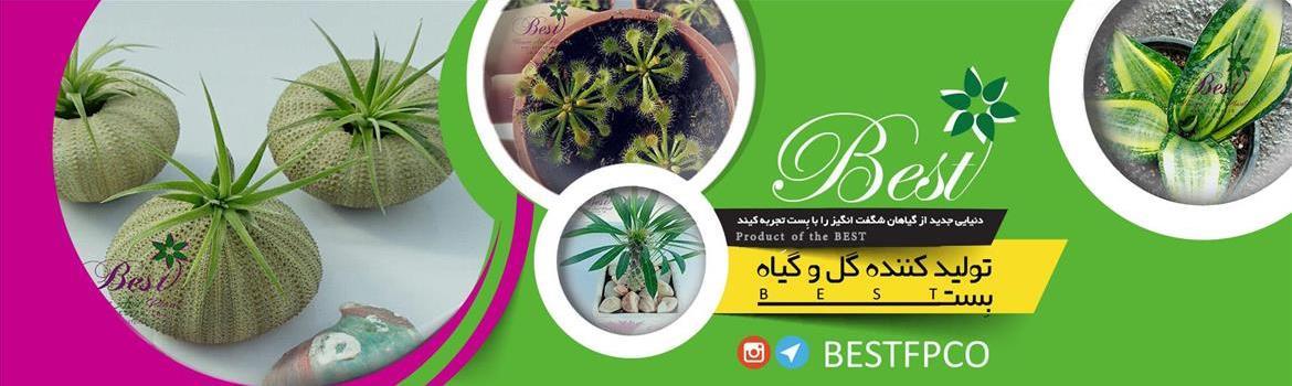 Chidaneh.com placeholder image