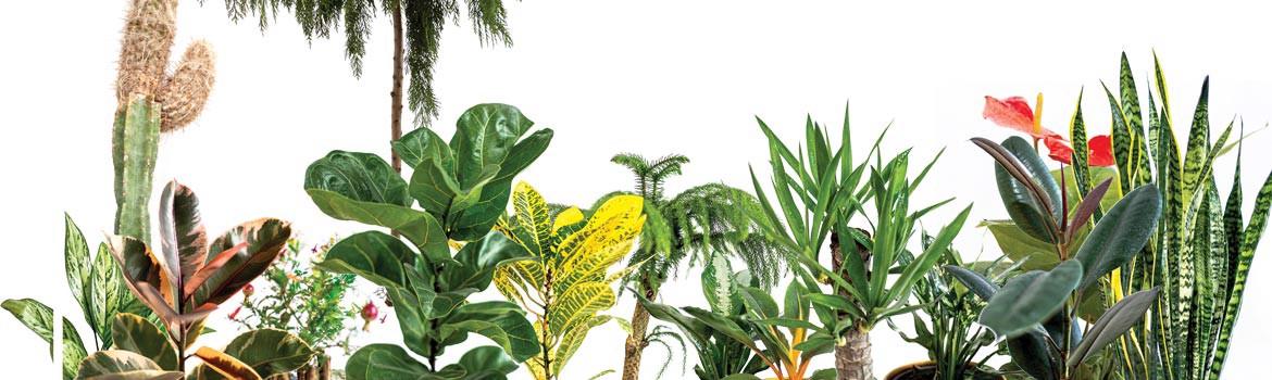 Chidaneh.com placeholder image