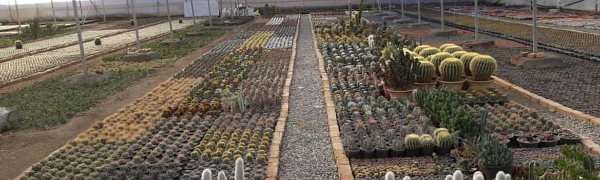 مستر کاکتوس | MrCactus.ir