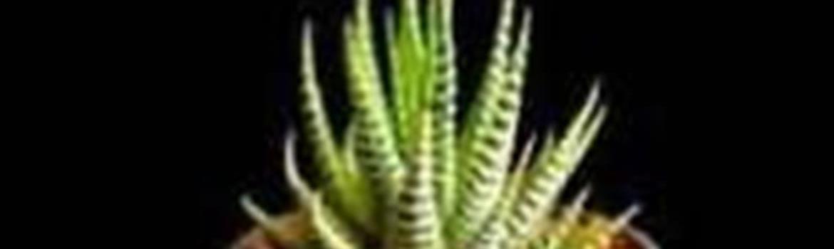 Chidaneh.com placeholder image
