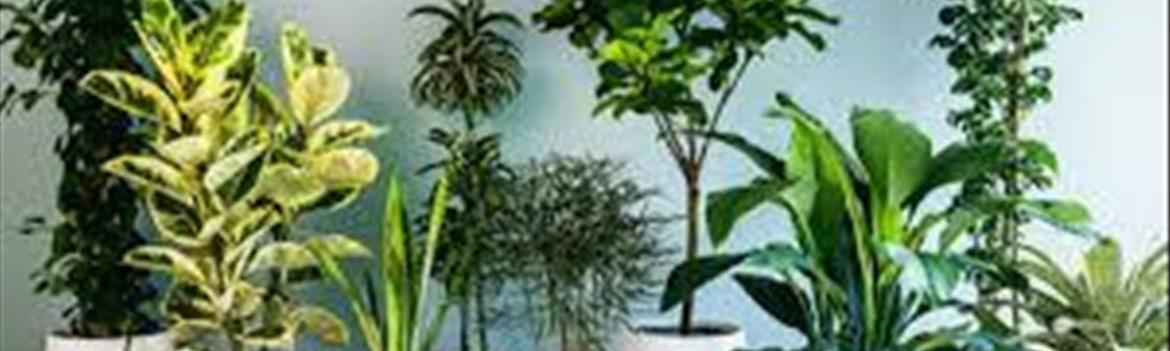 Chidaneh.com placeholder image