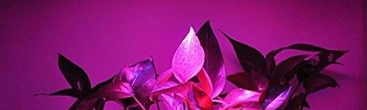Chidaneh.com placeholder image