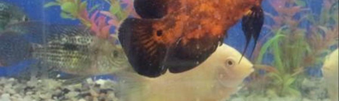 آکواریوم اسکات