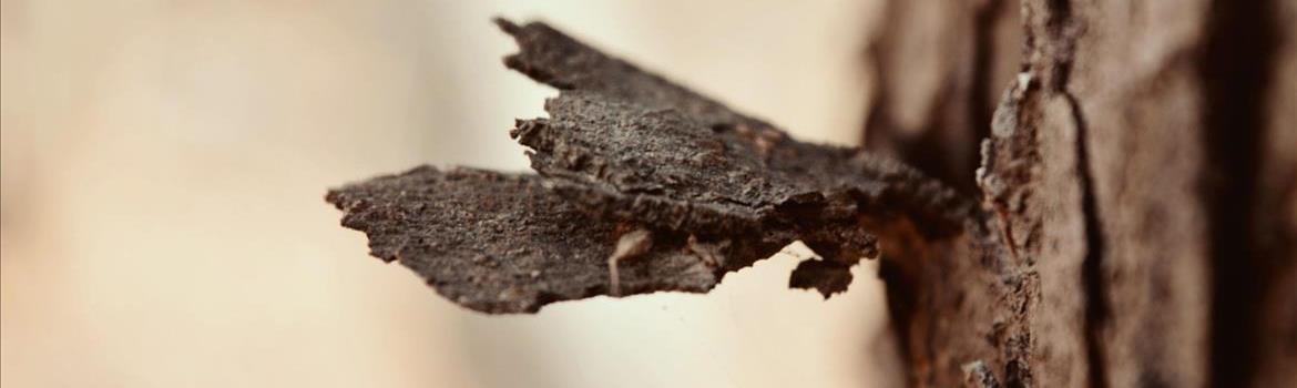 ramin mohseni photography