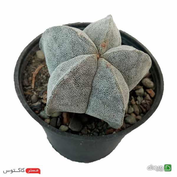 Chidaneh.com placeholder image