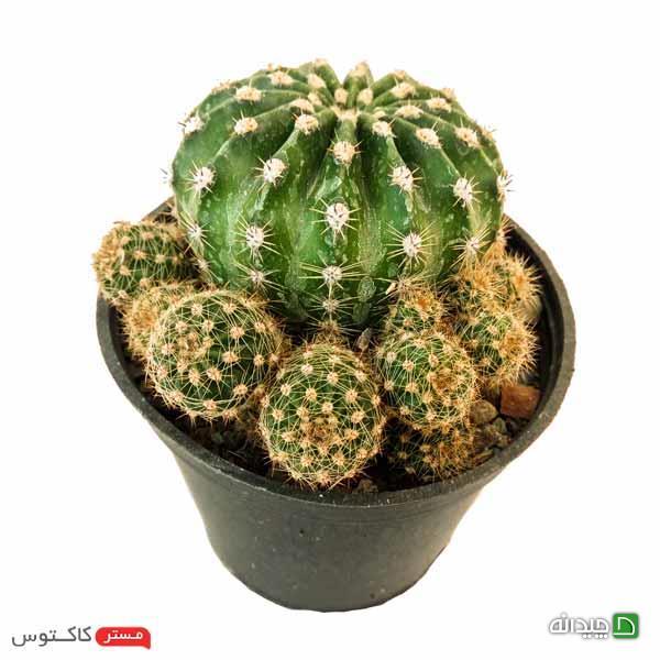 Chidaneh.com placeholder image