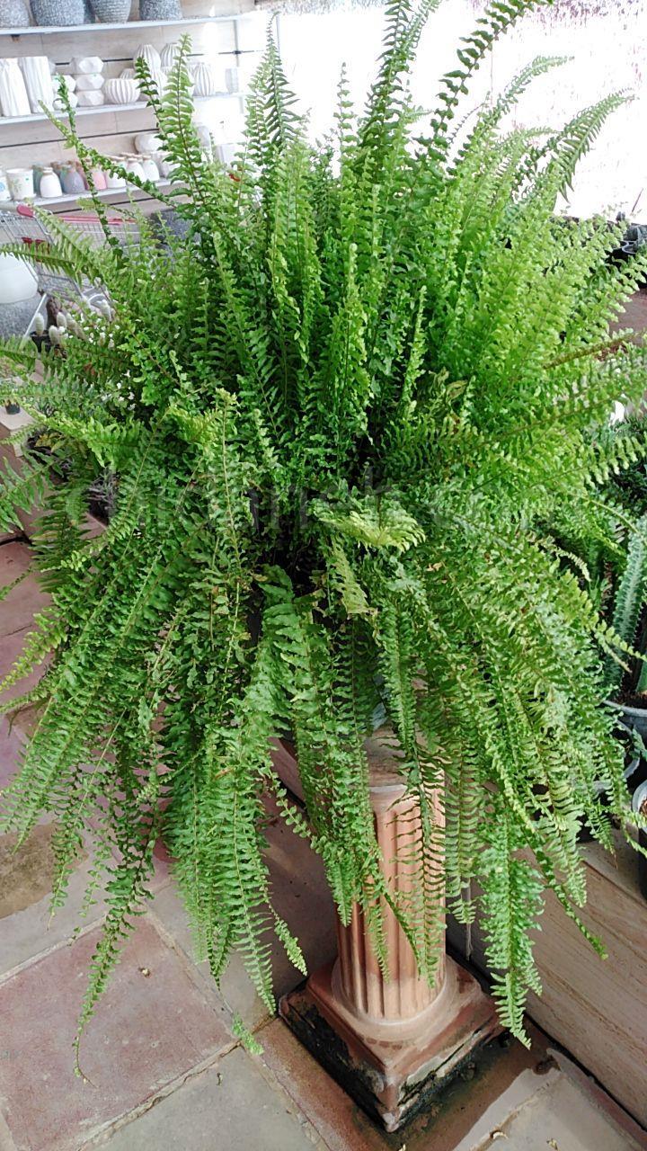 Chidaneh.com placeholder image