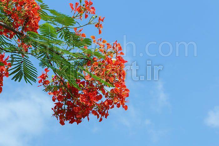Chidaneh.com placeholder image