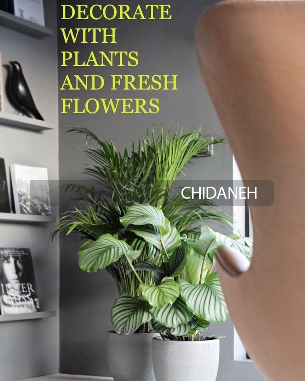 Chidaneh.com placeholder image