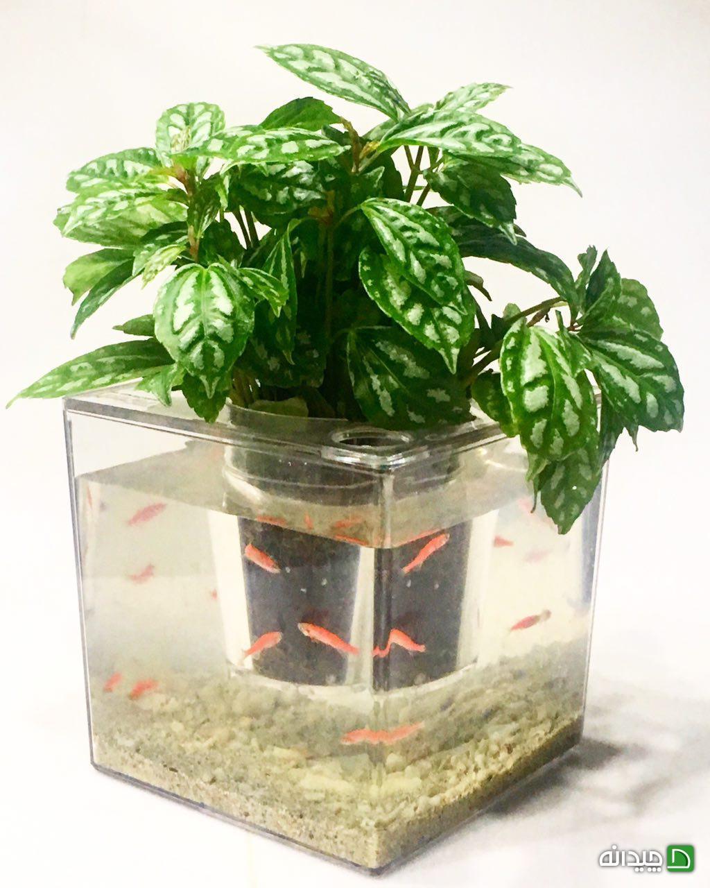 Chidaneh.com placeholder image