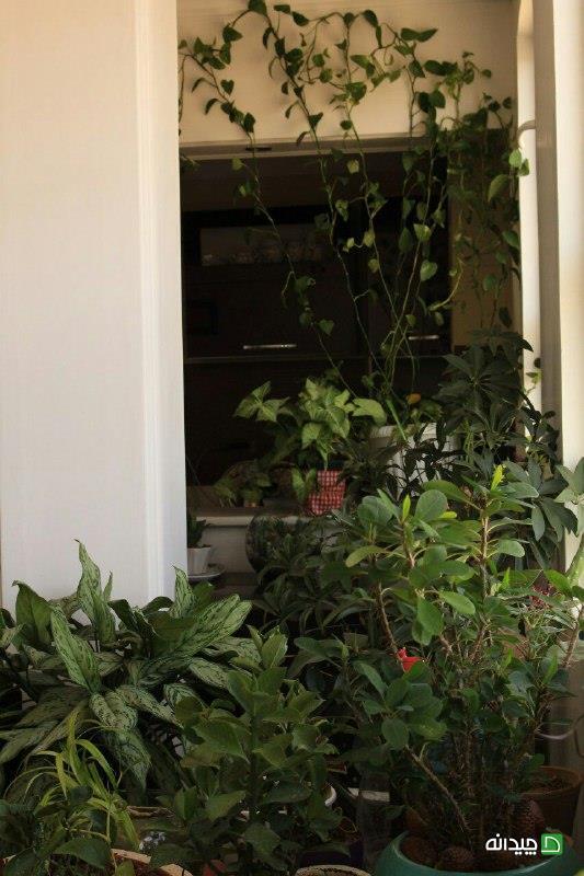 Chidaneh.com placeholder image