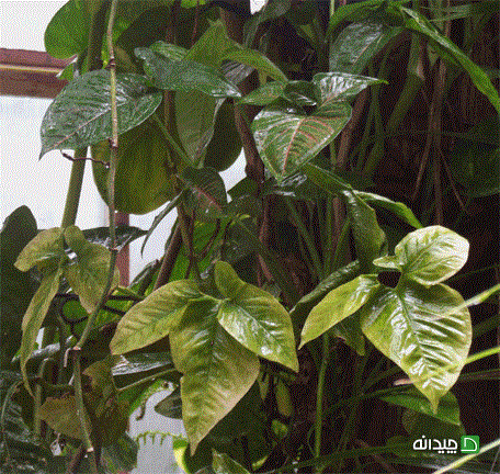 Chidaneh.com placeholder image