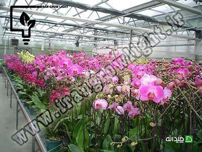 Chidaneh.com placeholder image