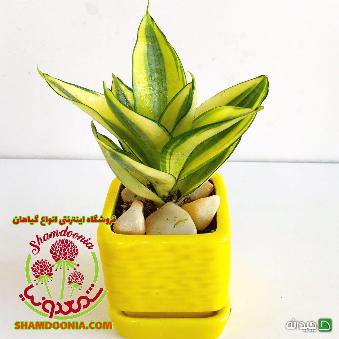 Chidaneh.com placeholder image