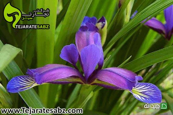 Chidaneh.com placeholder image
