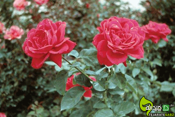 Chidaneh.com placeholder image