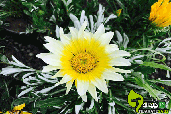 Chidaneh.com placeholder image