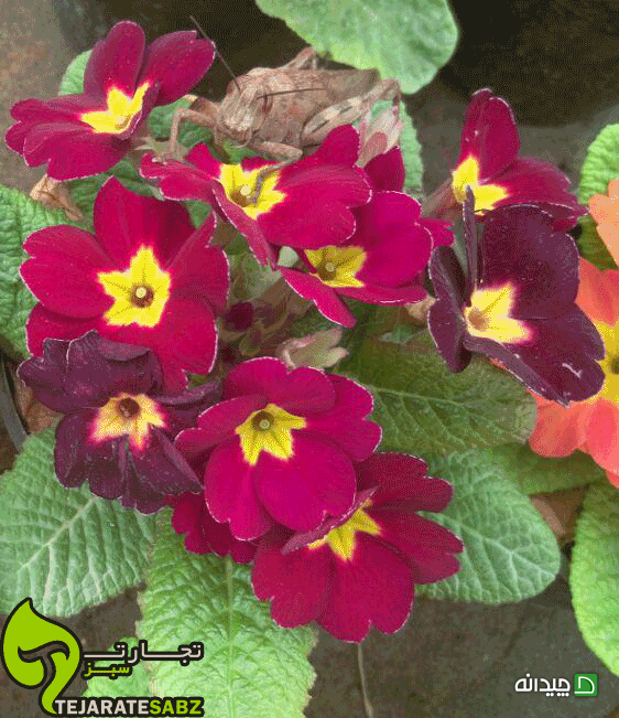 Chidaneh.com placeholder image