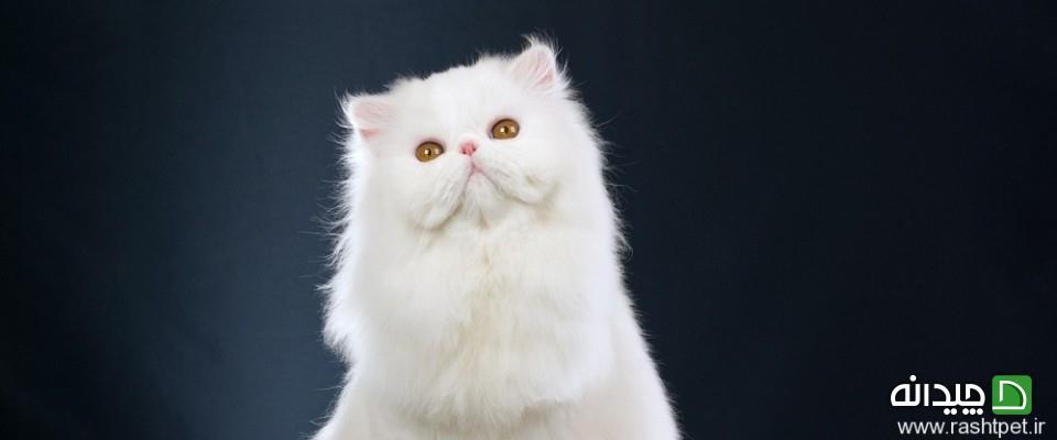 Chidaneh.com placeholder image