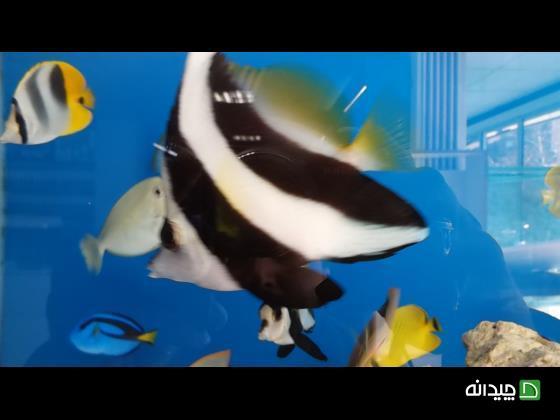 Chidaneh.com placeholder image