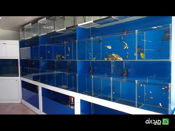 Chidaneh.com placeholder image