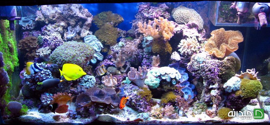 Chidaneh.com placeholder image