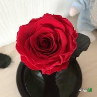 Chidaneh.com placeholder image