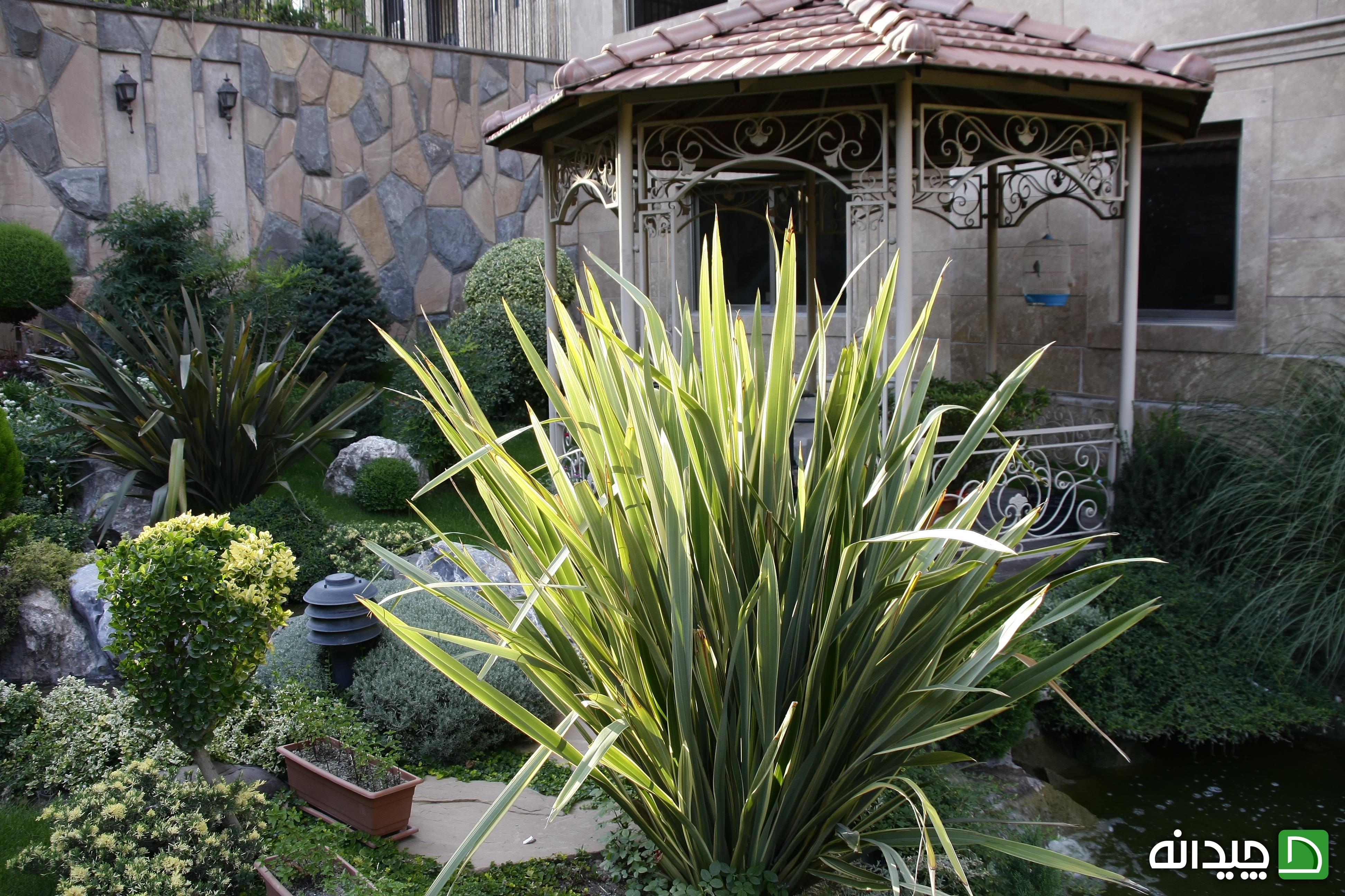 Chidaneh.com placeholder image