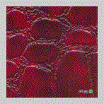 Chidaneh.com placeholder image