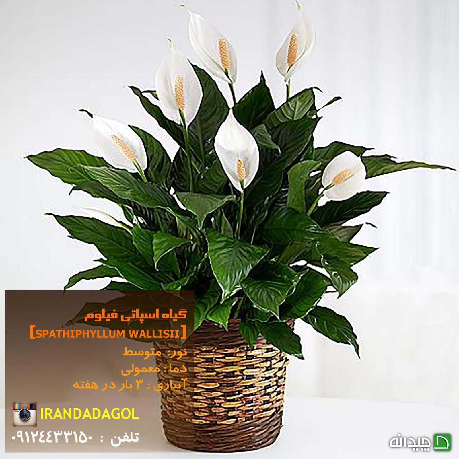 Chidaneh.com placeholder image