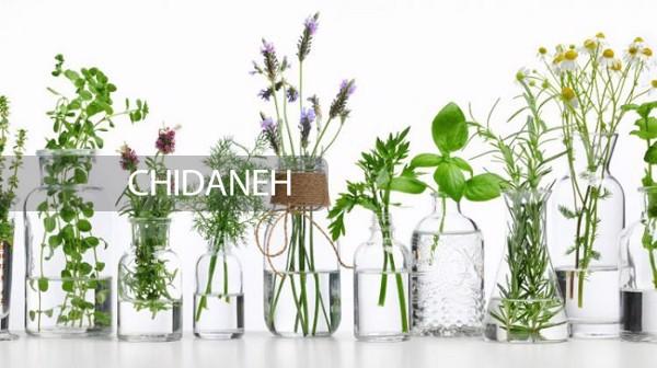کاشت گیاهان دارویی در منزل؛ با این 6 تا شروع کنید!