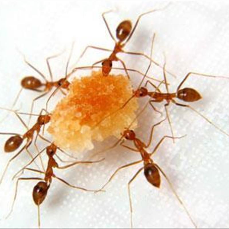مورچه ها را از خانه فراری دهید