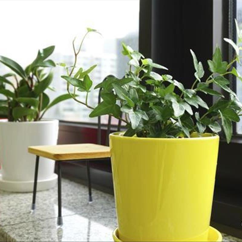 نگهداری از گیاهان آپارتمانی با 5 عنصر حیاتی