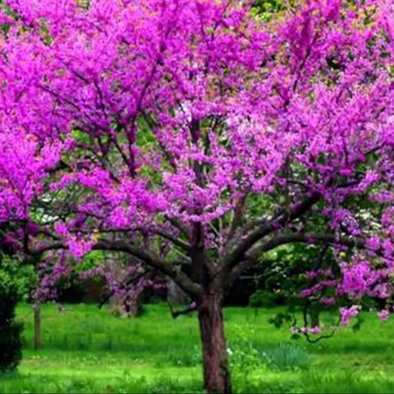 انواع درختان زینتی فضای سبز؛ معرفی 20 گیاه زیبا!